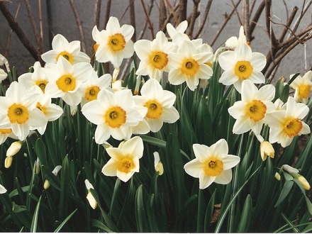 narcissus