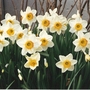 Scan0005
