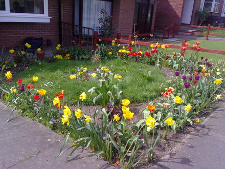 my garden