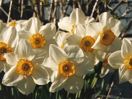 narcissus