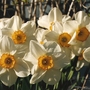 Scan0004