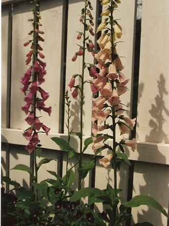 foxgloves (Digitalis purpurea (Common foxglove))