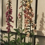 Scan0009