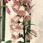 Scan0010