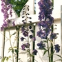 delphinium (Delphinium)