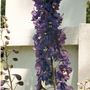 delphinium (Delphinium)