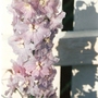delphinium (Delphinium)