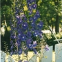 delphinium (Delphinium)