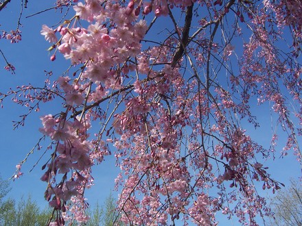 Weeping Cherry