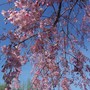 Weeping Cherry