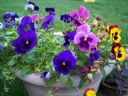 Pansies