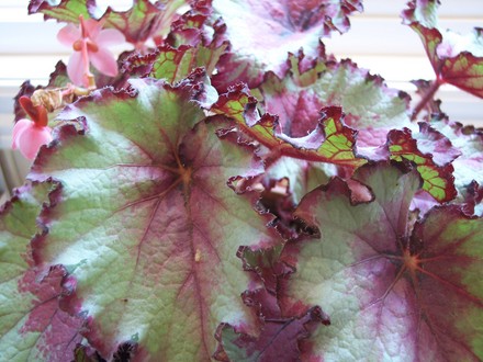 Rex Begonia