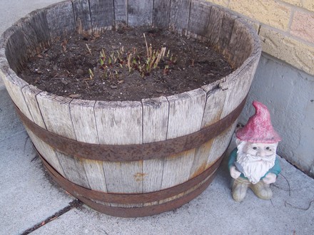 Hosta (and gnome)
