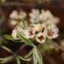Ornamental Pear Blossom (Pyrus calleryana)