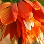Friltillaria - Crown Imperial (Fritillaria imperalis (Crown imperial))