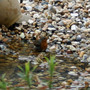 He's come for a bath :)