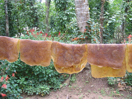 Sheets of rubber before sent to factory