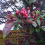 close_up_flowering_plum.jpg