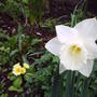 cream_daff.jpg
