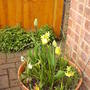 front_pot1.jpg