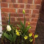 front_pot2.jpg