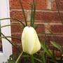 white_line_green_tulip.jpg