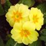 yellow_primrose.jpg