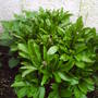 peony_in_bud.jpg