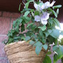 Clematis first time growing in a hanging basket
