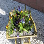 Spring Wheelbarrow planted up