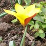 22_4_3.jpg (Tulipa clusiana (Tulip))