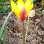 22_4_4.jpg (Tulipa clusiana (Tulip))