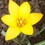 22_4_5.jpg (Tulipa clusiana (Tulip))