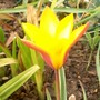 A garden flower photo (Tulipa clusiana (Tulip))