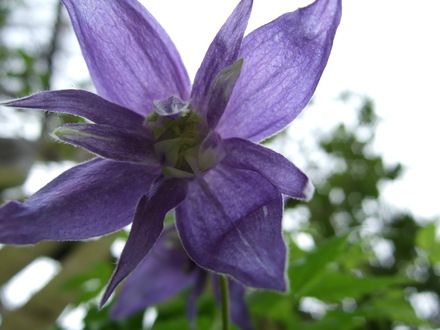 Clematis macropetala 'Blue Lagoon' flower. (Clematis macropetala (Clematis))