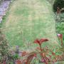 L-hand_lawn