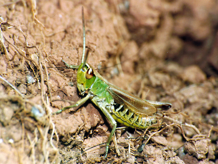 Grasshopper