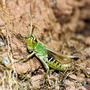 Grasshopper