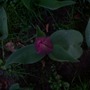 2204tulip.jpg