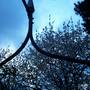 2204blossom.jpg