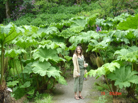 Gunnera