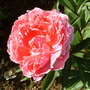 Ng25