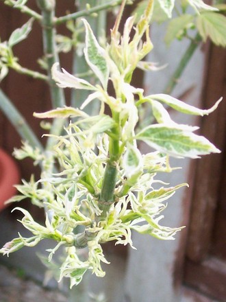 Pretty Acer new growth (Acer negundo 'varigata')