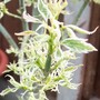 Pretty Acer new growth (Acer negundo 'varigata')