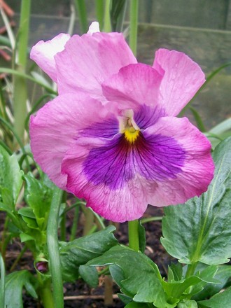 Pretty pansy  (viola)