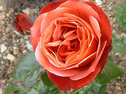 A garden flower photo
