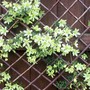 clematis 'pixie' going strong in april (Clematis 'pixie')