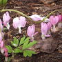 Dicentra2