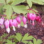 Dicentra3
