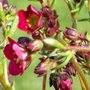 Saxifraga Flowers&Buds